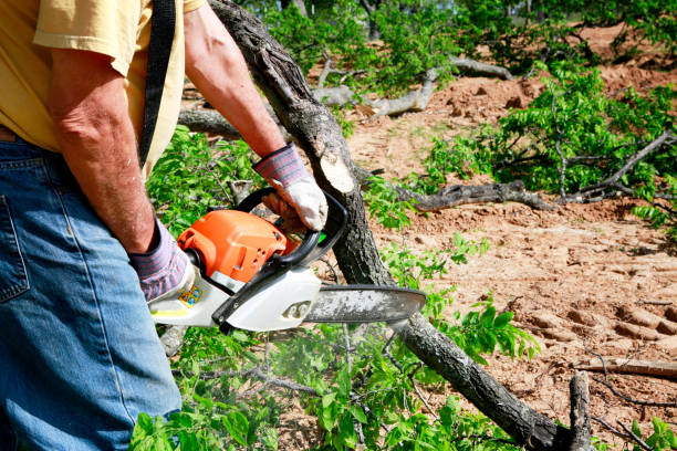 Best Emergency Tree Removal  in Bay City, OR